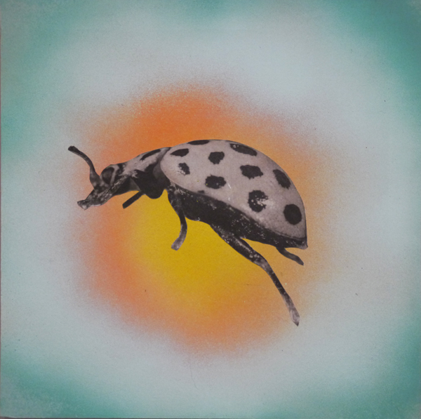 coccinelle